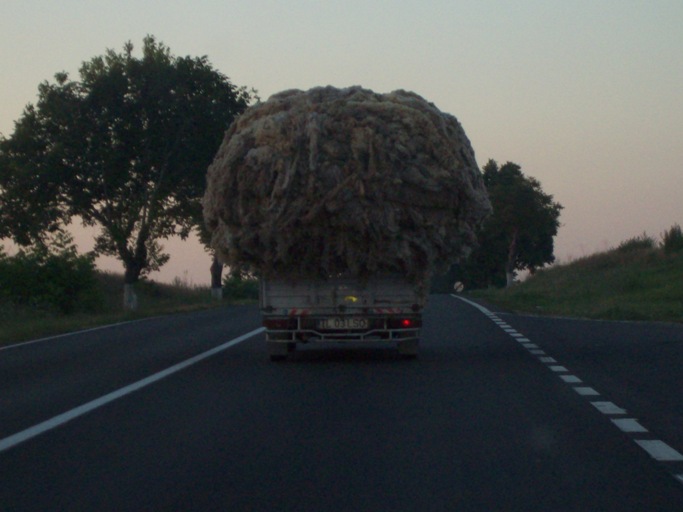 7335100_3670.JPG